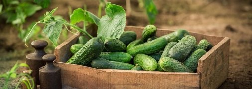 Ранні огірки - мрія кожного господаря