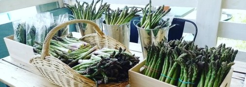 Аспарагус готов к отправке потребителям