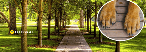 У Львові побачили небезпечних хижаків