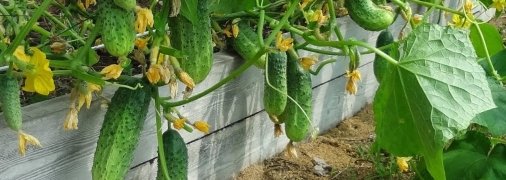 Огурцы пойдут в рост благодаря простому удобрению