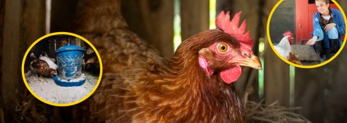 Кормление кур