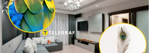 Чому вдома не можна зберігати пір'я птахів