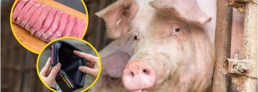 Свині на фермі