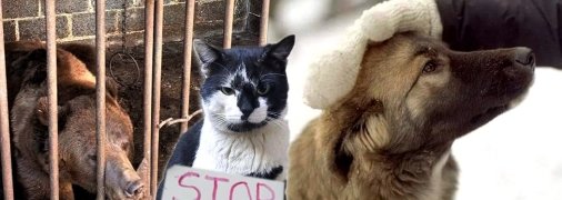 Якщо є можливість врятувати життя тварини, потрібно це робити, впевнені зооволонтери