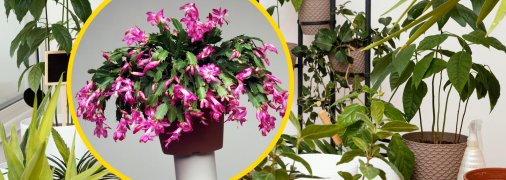 Рождественник не любит слишком много влаги