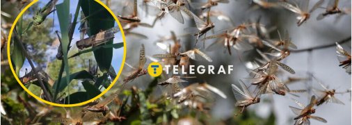 Сарана завдає великої шкоди врожаю