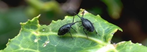 Блешки очень опасны для растений (изображение создано с помощью ИИ)