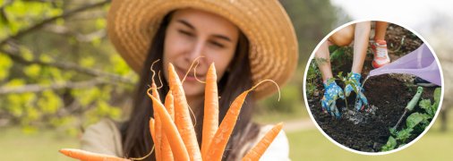 Чим і коли найкраще підгодовувати моркву