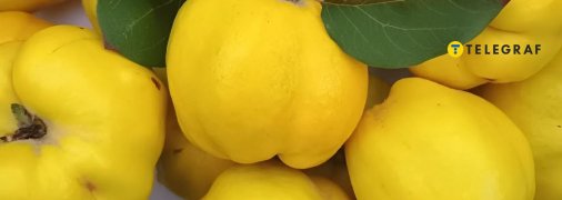 Айва невибаглива та врожайна, а ще дуже корисна та смачна