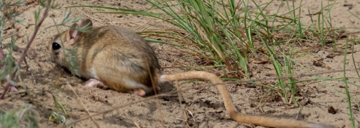 Херсонский кенгуру