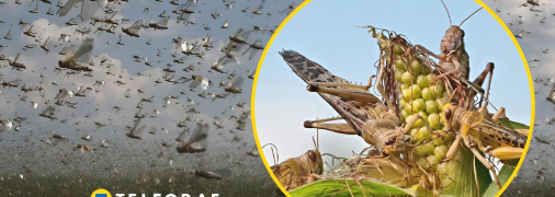 Саранча в Украине