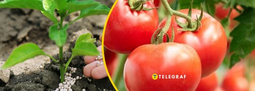 Секрет, який використовують досвідчені фермери