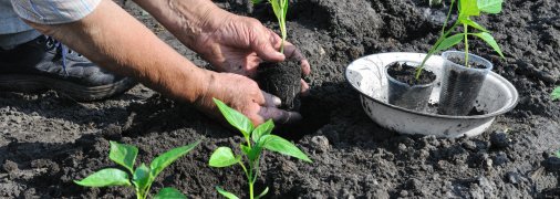 Как правильно высаживать рассаду перца - советы