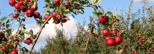 Ваш сад теж так може виглядати