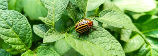 Колорадський жук – головний шкідник на ділянці