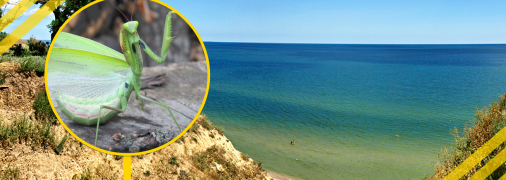 Богомол в Одеській області