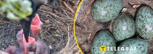 Птахи вчаться жити поруч з людьми