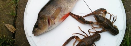 Це поширена приказка