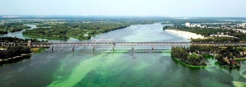 Через брак кисню Дніпро цвіте, а рідкісні риби гинуть