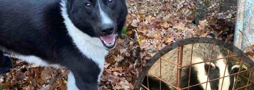 Мисливська собака