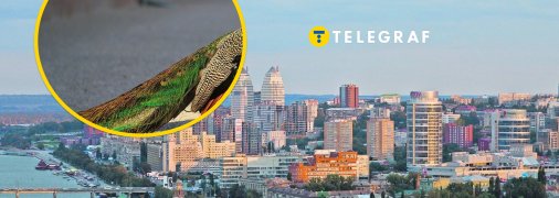 Містом гуляв незвичний птах