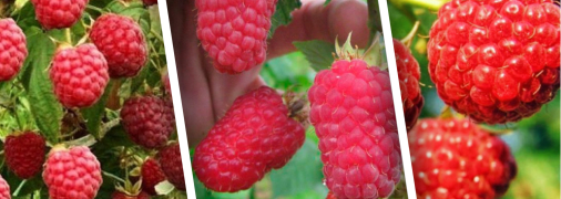 Малина Глен Файн, Лячка, Октавия