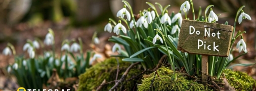 Подснежники лучше не срывать (изображение создано с помощью ИИ)