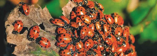 Сонечка шукають кращої долі та мігрують