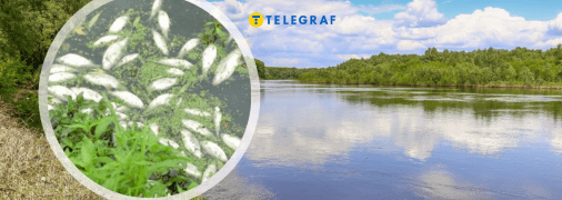 Колаж Телеграфу