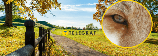 Тварина супроводжує господаря скрізь