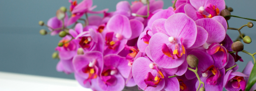 Орхідея – прикраса будь-якого будинку
