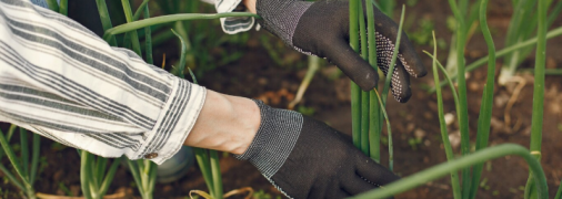 Чим обробити цибулю перед посадкою