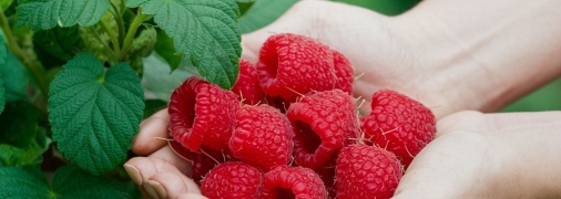 Малину весной нужно правильно подкармливать (изображение создано с помощью ИИ)