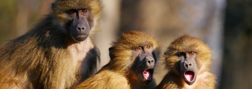 При всем богатстве украинского языка есть люди, которые калькируют русский