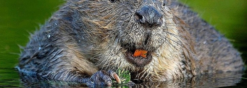 Бобри – за Україну