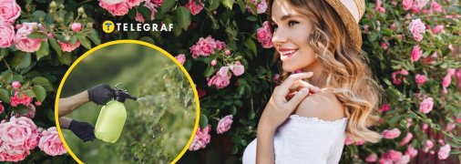 Чем  обрыскать розы от тли