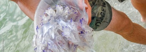 В Кирилловке медуз вылавливают тоннами и вывозят с пляжей грузовиками (видео)