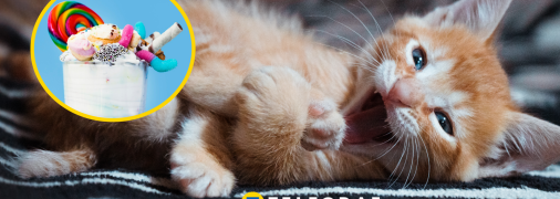 Коти — неймовірні створіння