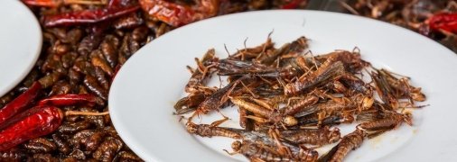 Саранча содержит полезные белки