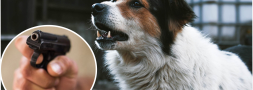 Стріляв у тварину