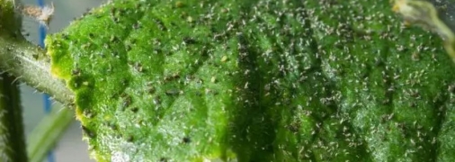 Как бороться с тлей народными средствами