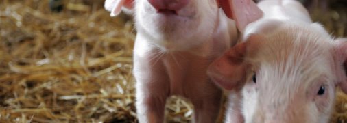 Маленькие поросенка