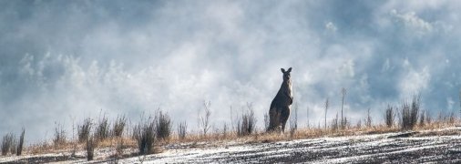 Температура ниже нуля: Австралию засыпало снегом