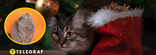 Котики та ялинка