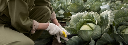 Шкідники можуть знищити врожай капусти