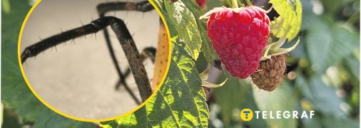 На території України зустрічається понад 1000 видів павуків