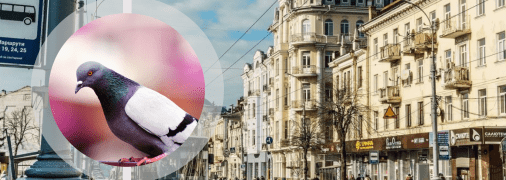 Голуби у Вінниці стали зірками мережі