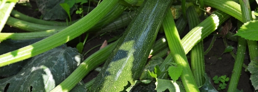 Кабачок на городі з цим підживленням буде плодоносити до осені