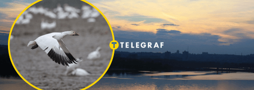 Баклани на Дніпрі