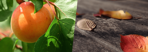 Опале листя абрикоси